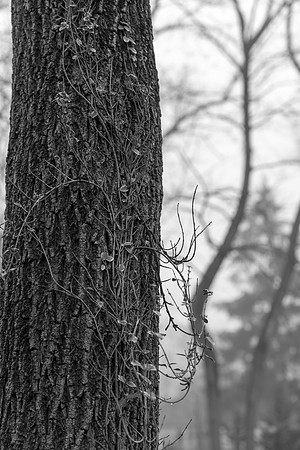 _DSC2325