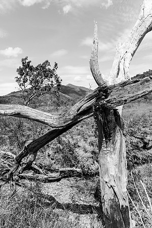 _DSC4525