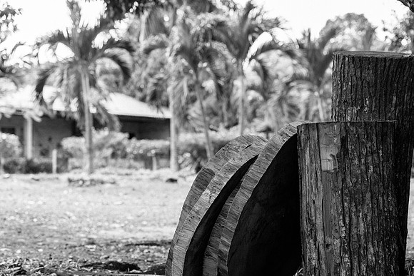 _DSC11552