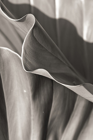 _IGP24114